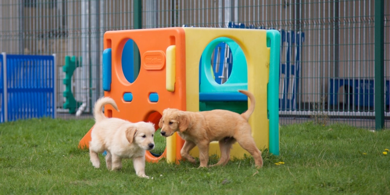 James Middleton donated Bertie to guide dogs UK. Here he is playing with a new puppy friend