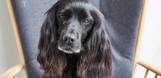 Coping with the loss of a dog called Ella, James Middleton's black cocker spaniel 