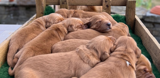 A group of young golden retriever puppies sleeping 