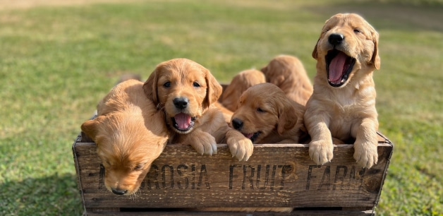 Golden retriever puppies in a rustic wooden box