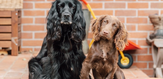 James Middleton's cocker spaniel Ella sat next to her granddaughter, a chocolate spaniel puppy called Nala. James Middleton is coping with the loss of Ella
