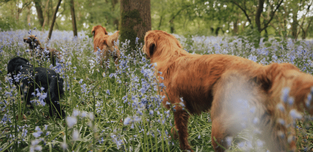 Lots of walks are great to help manage your dog's weight. Two golden retrievers and one black cocker spaniel can be seen from behind walking through a forest of bluebells