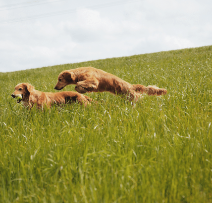 two lean golden retrievers leaping through long grass