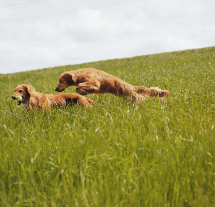 Two golden retrievers of a healthy weight leaping through long summer grass
