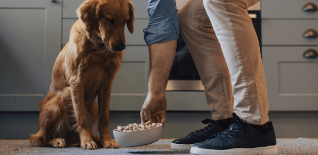 It can be hard to manage your dog's weight if they love food. A golden retriever puppy stares longingly at a bowl of food being placed on the ground by her owner