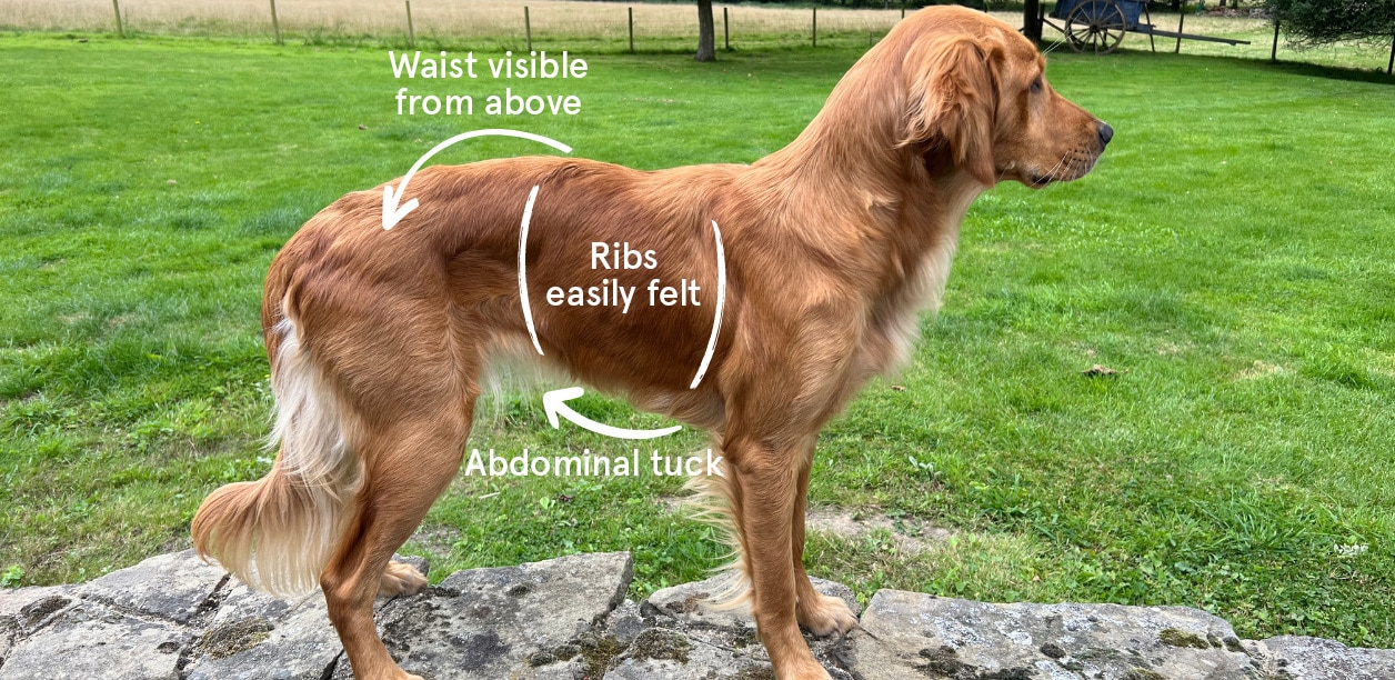A photo of a golden retriever with annotations detailing how to body score a dog, and how to manage a dog's weight