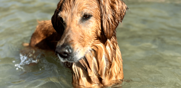Swimming can help your dog manage their weight by burning lots of calories. A close up photo of a golden retriever standing in some clear water 