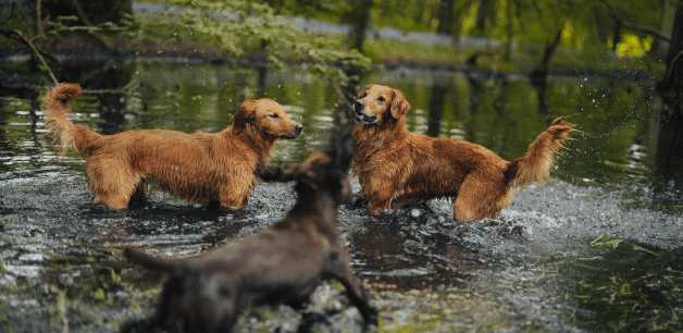 a group of dogs swimming in a lake, swimming is great for arthritis management