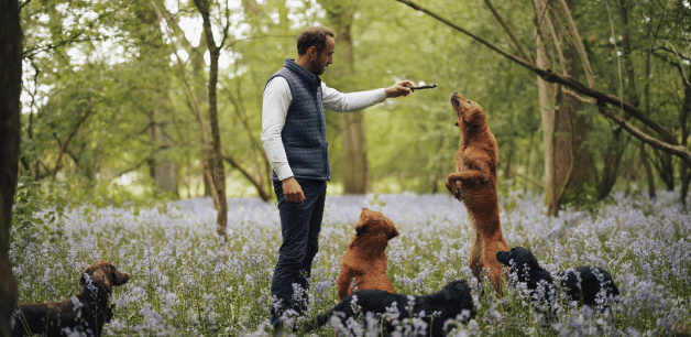 Low level exercise is great for managing arthritis in dogs. James Middleton holds a stick out whilst his golden retriever jumps to catch it. 