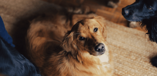 Arthritis can show symptoms like lethargy. Here, a golden retriever lying down stares up at the camera