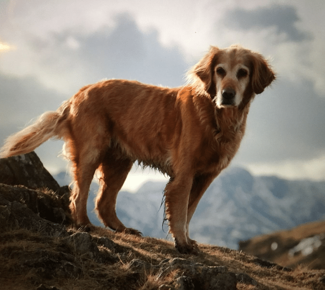 A senior golden retriever with arthritis stands on a rock proudly