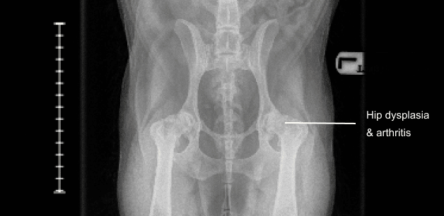 an x-ray image of a dog with hip dysplasia and arthritis