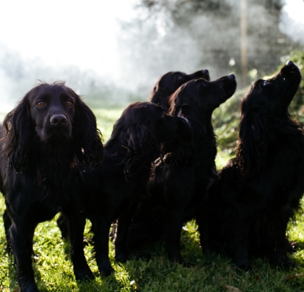cocker spaniels staring up