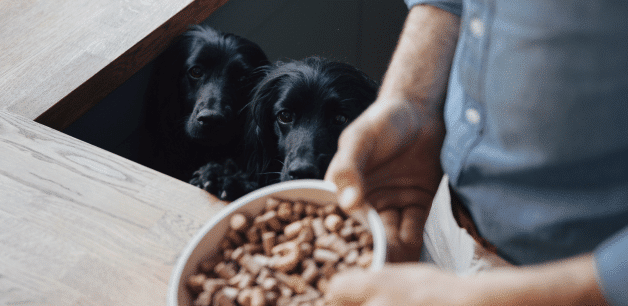 Feeding your dog a healthy diet will help reduce hyperactivity and allow them to stay calm if they're afraid of fireworks. A man holds a bowl of freeze-dried raw food whilst two hungry cocker spaniels stare up at the food