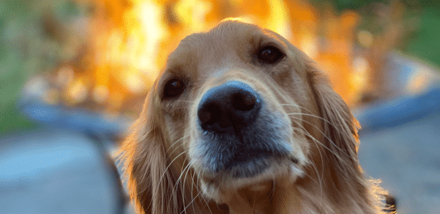 a golden retriever sits in front of a bonfire on bonfire night