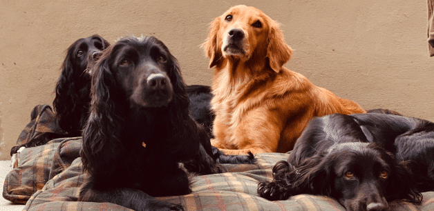 dogs might huddle together if they're scared of fireworks 