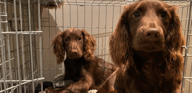 dogs scared of fireworks might feel safer in a comfy place such as a crate in a cosy corner