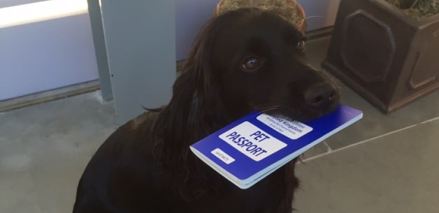 James Middleton's dog Ella poses with her pet passport