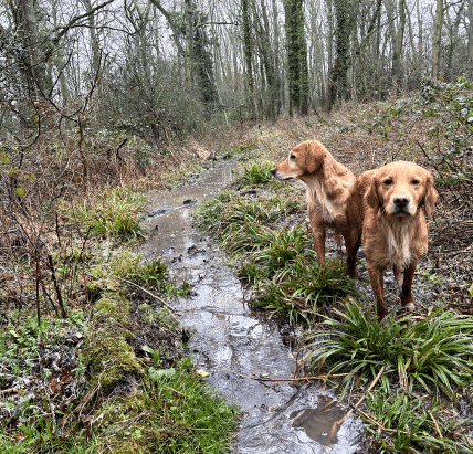 James Middleton's golden retrievers are stood in muddy woodland