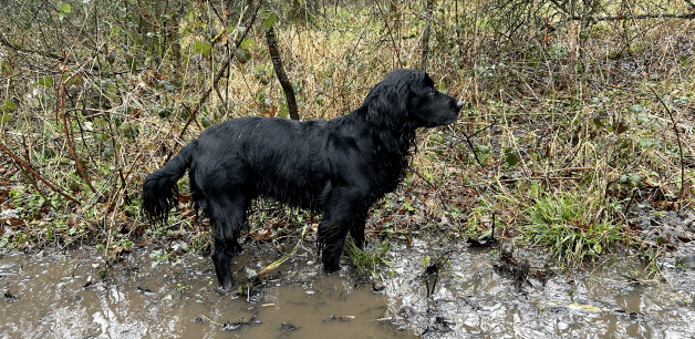 James Middleton's black cocker spaniel stands side profile in deep mud