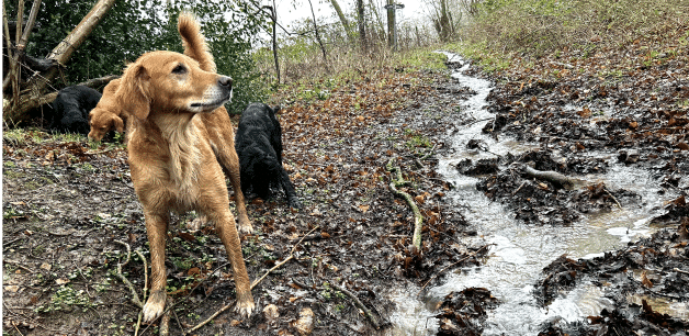 James Middleton's dogs are stood next to a stream in the mud