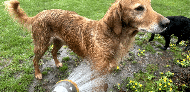 James Middleton's golden retriever is being hosed down to remove mud from her coat