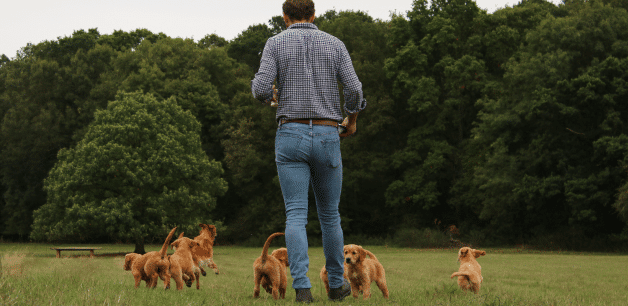 James Middleton walks into the distance with his golden retriever puppies