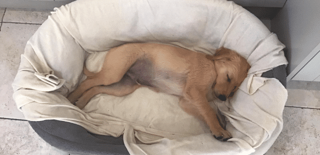 Golden retriever puppy Bertie sleeping in his bed