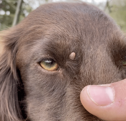 tick on james middleton's dog's head