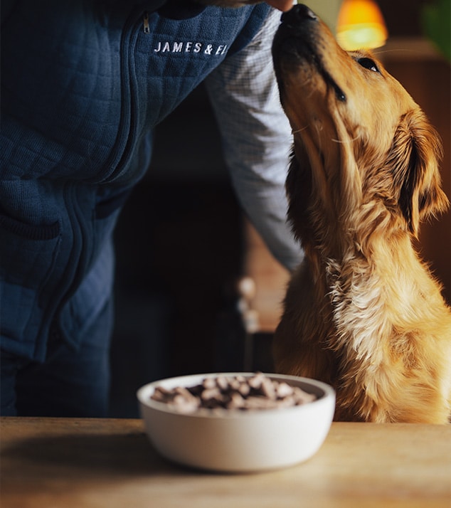 fussy dog enjoys bowl of food with freeze-dried raw toppers