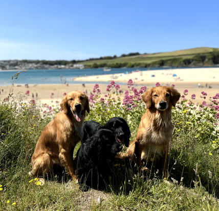 two golden retrievers and black spaniels sat on beach during heatwave