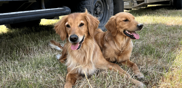 two golden retrievers lying in the shade of a vehicle on a hot day