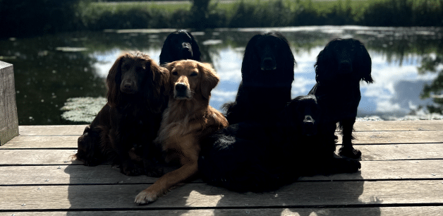 James Middleton's pack of dogs sat on pier on hot day