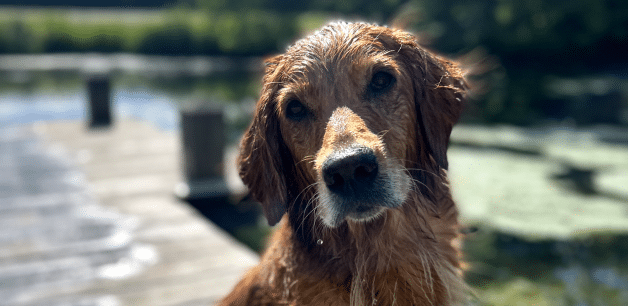 golden retriever wet from swimming on hot day