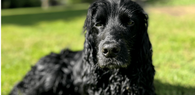 black cocker spaniel wet in summer sun lying on grass