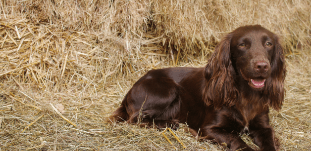 brown cocker spaniel lying in hay panting in heat