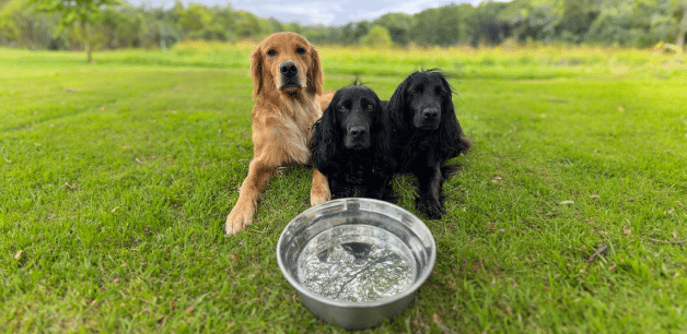 James Middleton's dogs sat behind a dog water bowl in garden