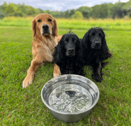 James Middleton's dogs sat behind a dog water bowl in garden