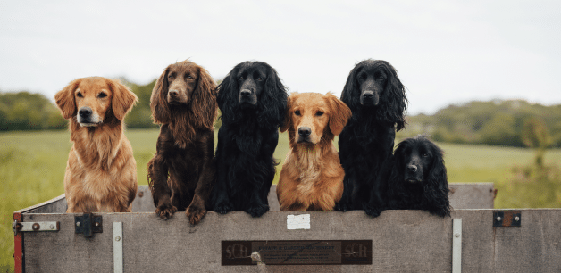 james middleton's spaniel pack