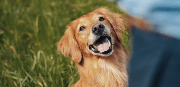 smiling golden retriever with perked up happy ears