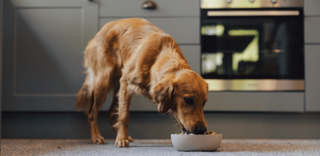 golden retriever eating freeze-dried raw food from bowl on floor