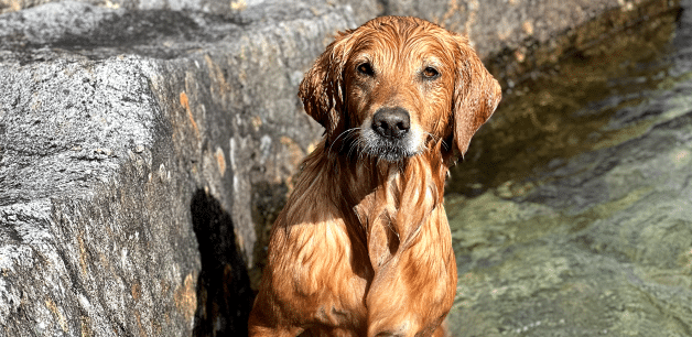 golden retriever sat in water on a hot day