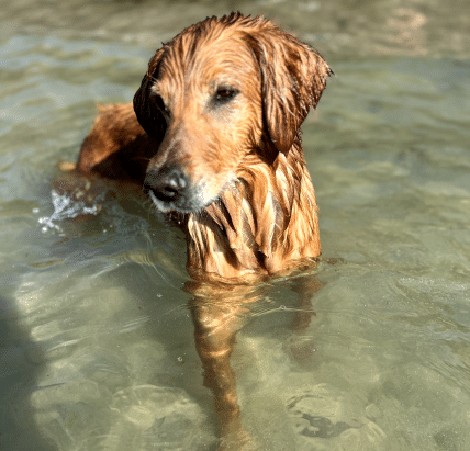 golden retriever sat in water on a hot day