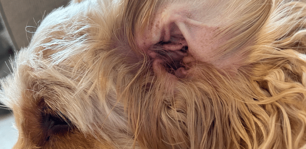 Cockapoo ear with discharge 