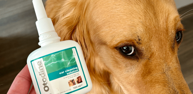 golden retriever with bottle of ear cleaning solution