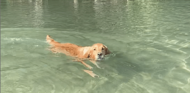 golden retriever swimming