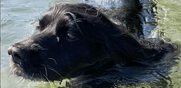 cocker spaniel swimming