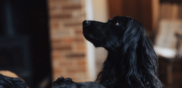 A healthy black cocker spaniel