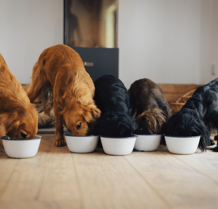 James Middleton's dogs lined up eating James & Ella's hypoallergenic dog food out of bowls on the floor