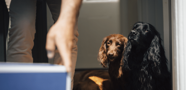 A James & Ella subscription box in foreground with two cocker spaniels in background